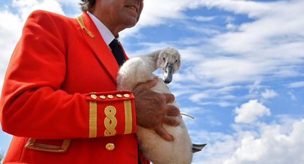 لن تصدق عدد البجع الذي تمتلكه ملكة بريطانيا (صور)