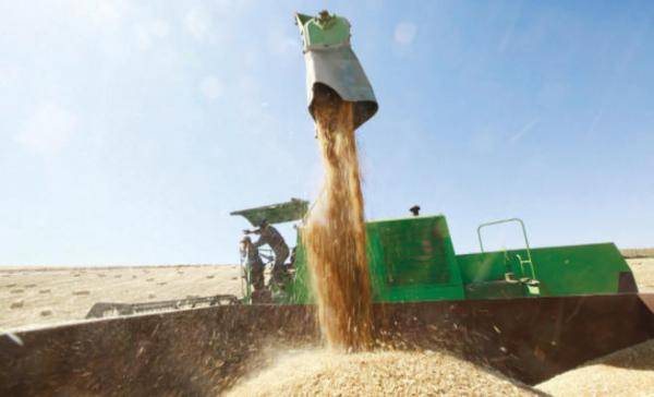 الحكومة ترفع أسعار شراء القمح والشعير 50 دينارا