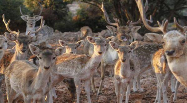 الفساد تحول 15 موظفا بقضية سرقة الغزلان لمحكمة جرش