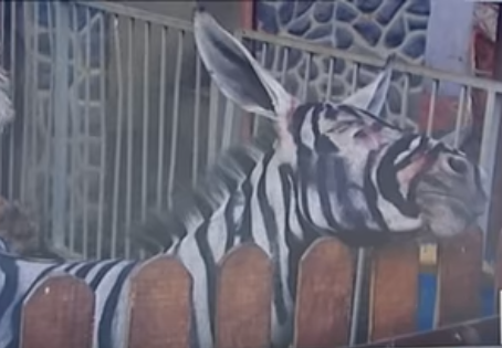 حديقة مصرية تقوم بطلاء حمار بلدي ليبدو كحمار وحشي مخططفيديو