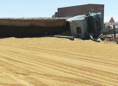 اصابة بانقلاب شاحنة قمح في الصحراوي (صور)