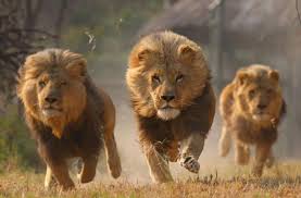 الزراعة تنفي السماح باستيراد الحيوانات البرية والمفترسة