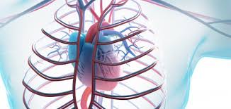 هذه الفاكهة تقلل الإصابة بأمراض القلب بـ40 !