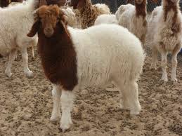 تعرف على صفات الأضحية المناسبة للذبح في العيد