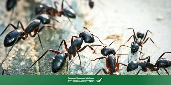 فيديو صادم.. لن تصدق ماذا صنعت مليون نملة لغزو عش دبابير