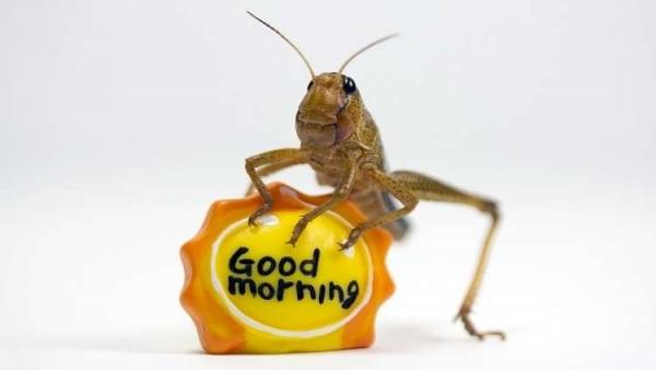 اكتشاف فائدة صحية غير متوقعة للصراصير!