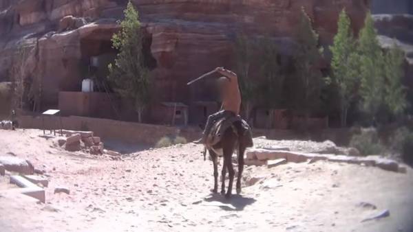 إيقاف الرقم الخاص بحق معتد على حصان في البترا