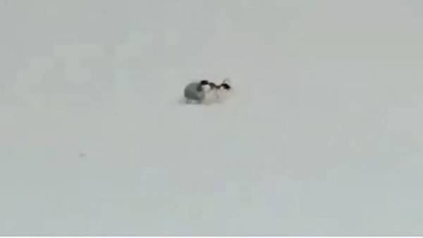 بالفيديو ..سرقة قطعة الماس من محل مجوهرات والقبض على الجاني