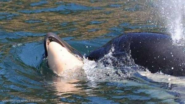 أنثى حوت تخرق قوانين الطبيعة.. وحزنها يبهر العالم