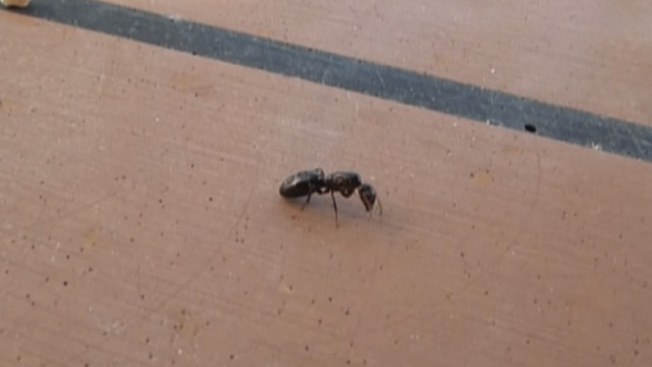 نملة خارقة تسرق ألماسة بثلاثة أضعاف وزنها! (فيديو)