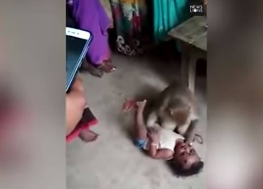 قرد يخطف طفلا من والديه ويهدد من يقترب منه!