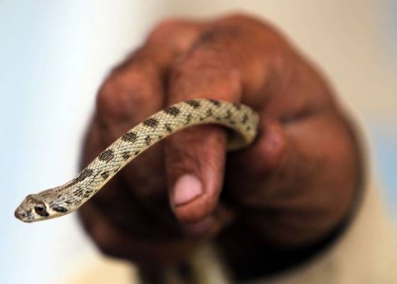 مواطن يصطحب ثعبانا لشركة الكهرباء لحملها على ايصال الخدمة لمنزله