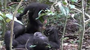 شمبانزي يلاعب صغيره كالبشر تماما! (فيديو)