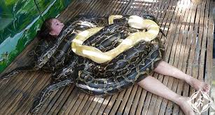 ثعابين عملاقة لتدليك السائحين المغامرين في الفلبين