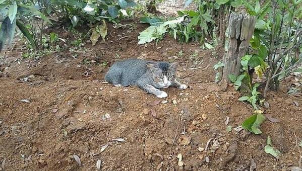 ولا في الخيال...قطة الشهيد القوقزة تلحقه إلى القبر