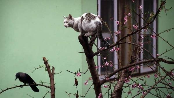 غراب بطل يوقف معركة شرسة بين قطتين! فيديو