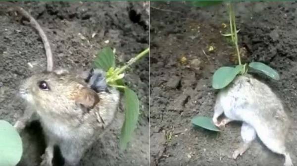 مشاهد عجيبة لنبتة تنمو على ظهر فأر!