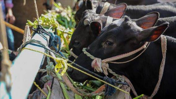 الركود الاقتصادي ينجي اغنام الاْردن من السكاكين ٠٠٠٠٠ والروماني بلا رقم وطني ينافس البلدي