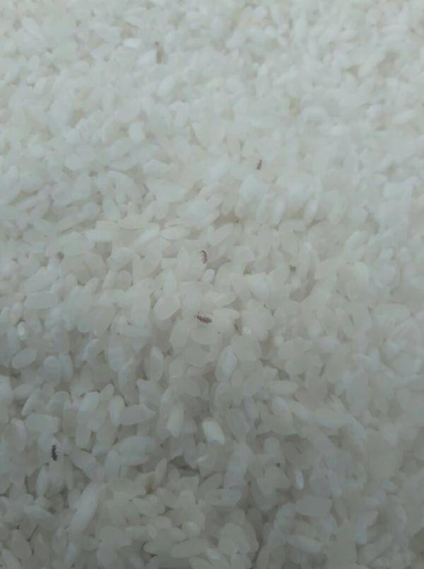 مجددا .. حشرات داخل كيس أرز في الرصيفة (فيديو، صور)