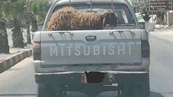 التنمية: صورة الأضحية ضمن نشاطات العيد للمقيمين في دور الرعاية والاحداث