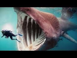 غواص يدخل بين أسنان قرش مفترس ويخرج سالما! (فيديو)