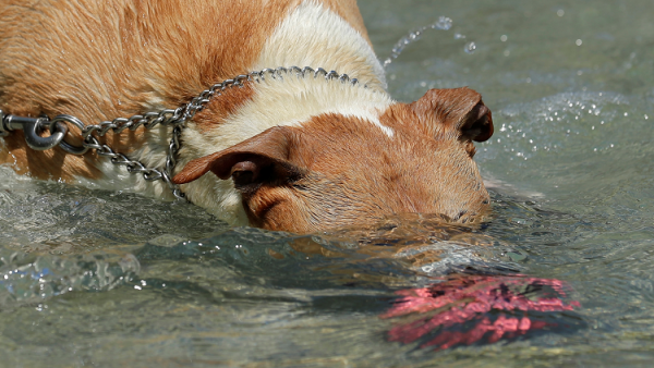 كلب بملامح تشبه البشر! (صور)
