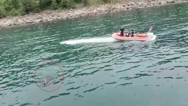 خفر السواحل التركي ينقذ أضحية عبرت البحر هربا من الذبح