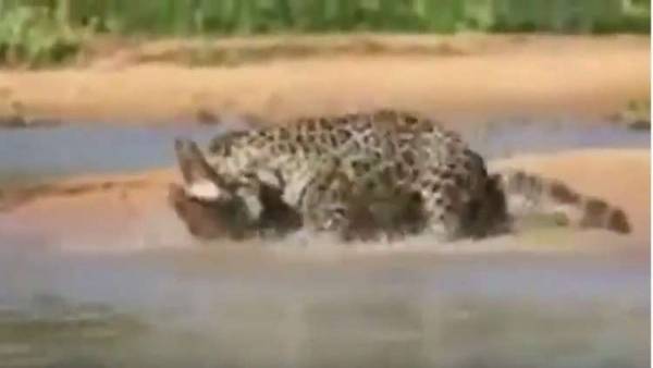 نمر أمريكي يصطاد تمساحا بعد معركة حامية (فيديو)