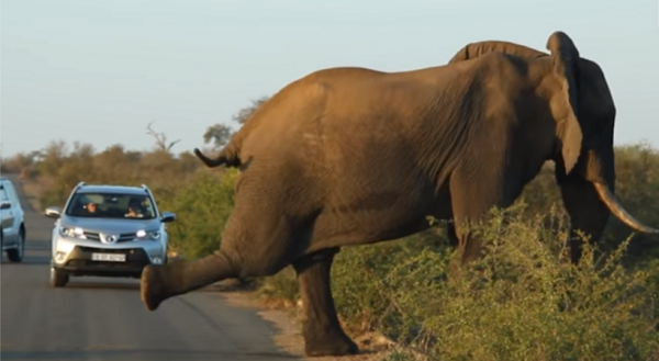 بالفيديو .. شاهد ماذا فعل فيل غاضب بسيارة مليئة بالركاب