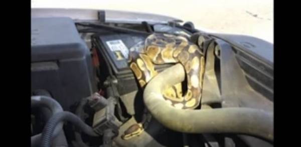 بالفيديو:أفعى تعيش في ماتور السيارة يكشفها عطل مفاجئ