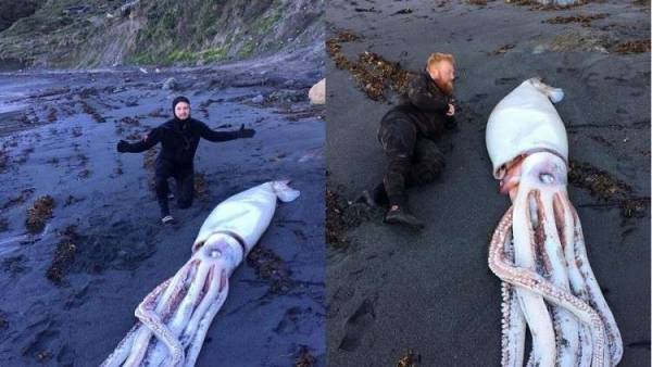 اكتشاف كائن بحري وحشي على شاطئ نيوزيلندا