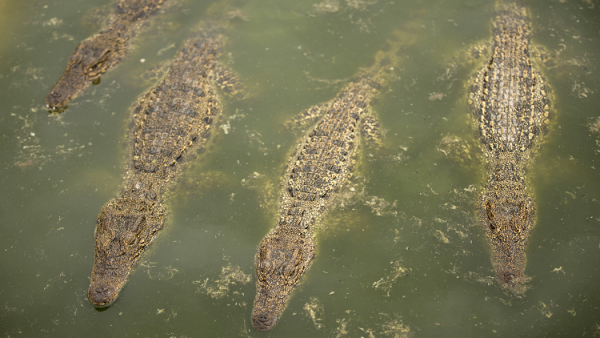 مستنقع للتماسيح يخفي كل من يقترب منه