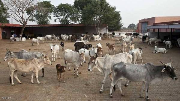 الهند.. الحيوان المقدس يثير غضب المزارعين