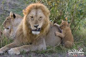 لأول مرة..توثيق مظاهرة للأسود في جنوب أفريقيا! (فيديو)