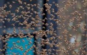 سرب من النحل يهاجم مطعماً للهوت دوغ.. و«شرطة نيويورك» تتدخل (صور)