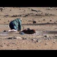 بالفيديو.. رجل ينقذ غزالاً علق في بركة من الطين