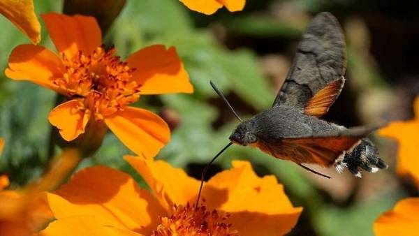 ما سر فرادتها؟ فراشة طنانة تعود لموسكو بعد غياب 40 عاما!