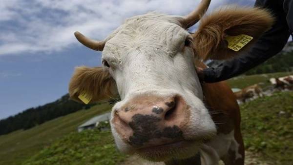 العثور على بقرة هاربة في مكان لا يخطر على بال (فيديو)