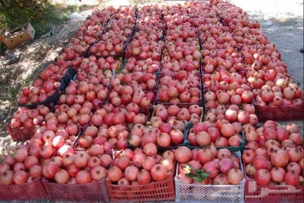 ضبط طن و (100) كغم رمان متعفن في مادبا