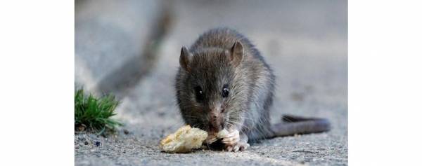 جرذ ميت بطبق يكلف مطعما 190 مليون دولار