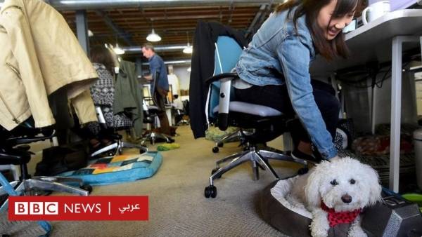 هل تحصل في بلدك على إجازة مواساة لفقدان حيوانك الأليف؟