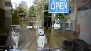 ماليزيا.. فندق لسلالات القطط المدللة ..بالفيديو