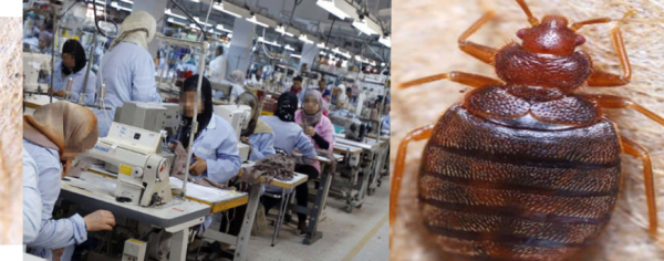 إغلاق مصنع ألبسة في بصيرا بسبب البق !!