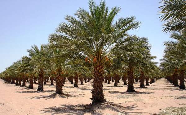 سوسة النخيل تصيب (800) شجرة في الاغوار الشمالية