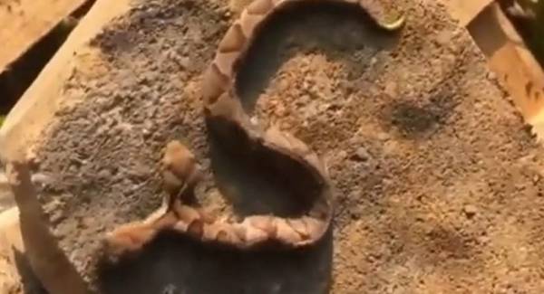 في حالة نادرة... رصد أفعى سامة برأسين (فيديو)