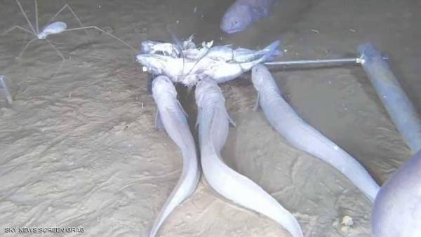 السمك الشبح.. يذوب إذا خرج من الماء