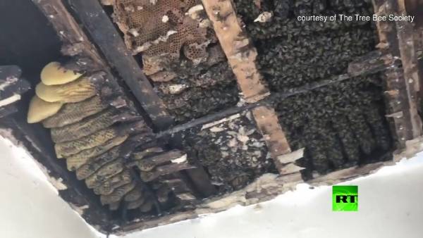العثور على خلية نحل ضخمة في مستشفى بريطاني