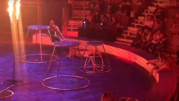 نمر يصاب بنوبة صرع أثناء عرض السيرك في روسيا! (فيديو)