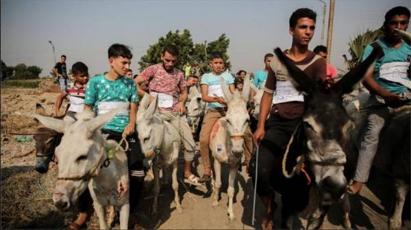 35 حمارا تشارك في ماراثون السعادة بمصر