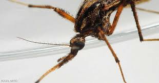 البعوض العملاق يرعب ولاية أميركية بعد الإعصار